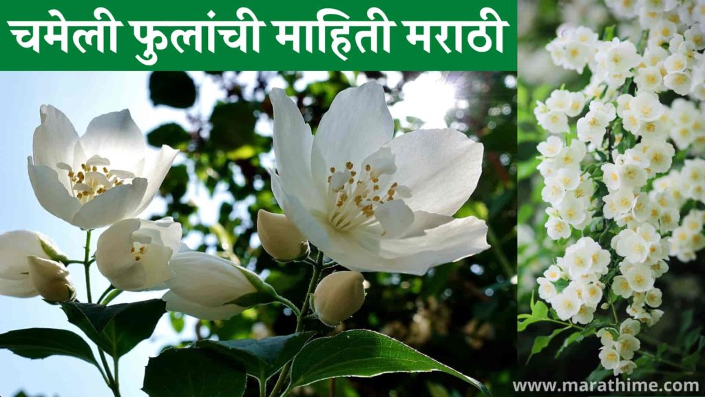 चमेली फुलांची माहिती मराठी, Jasmine Flower Information in Marathi