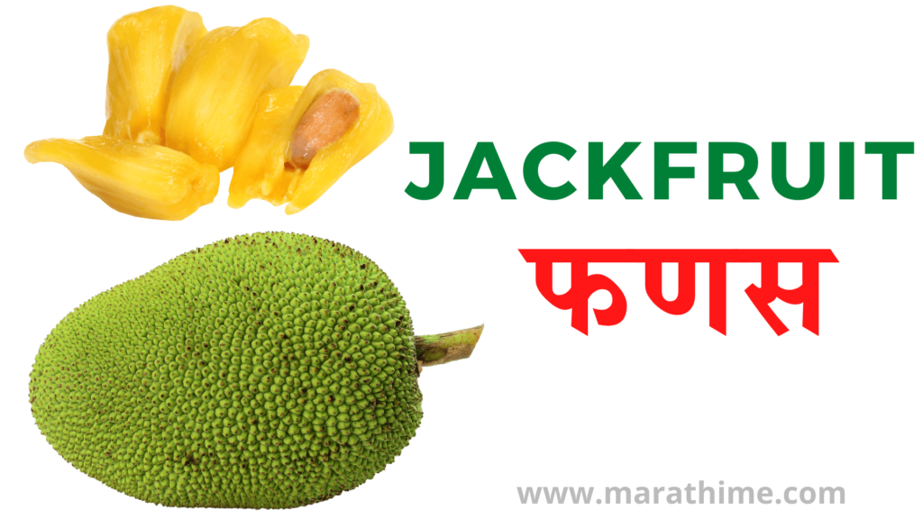 फणस - Jackfruit
