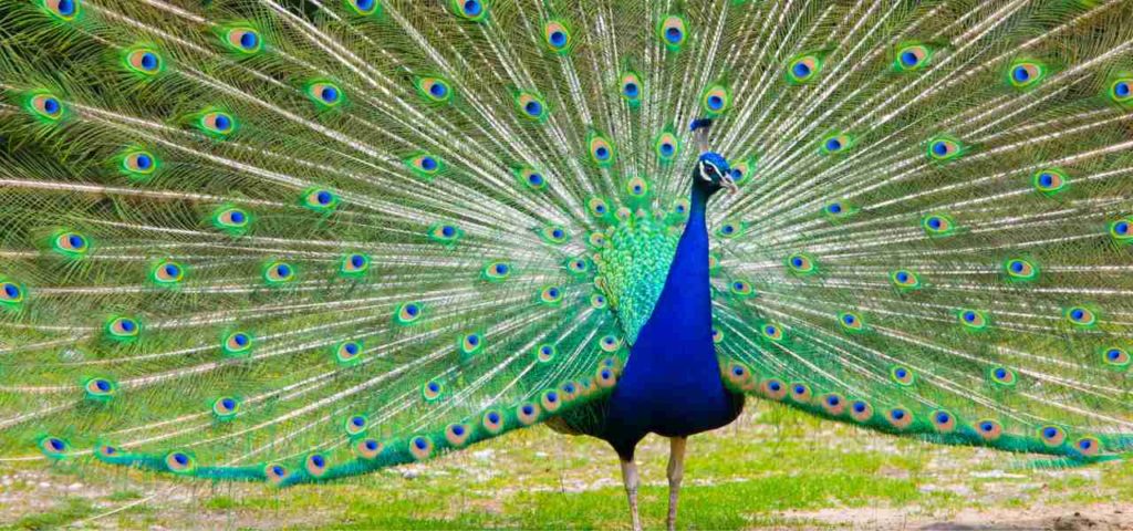मोर माहिती मराठी, Peacock Information in Marathi
