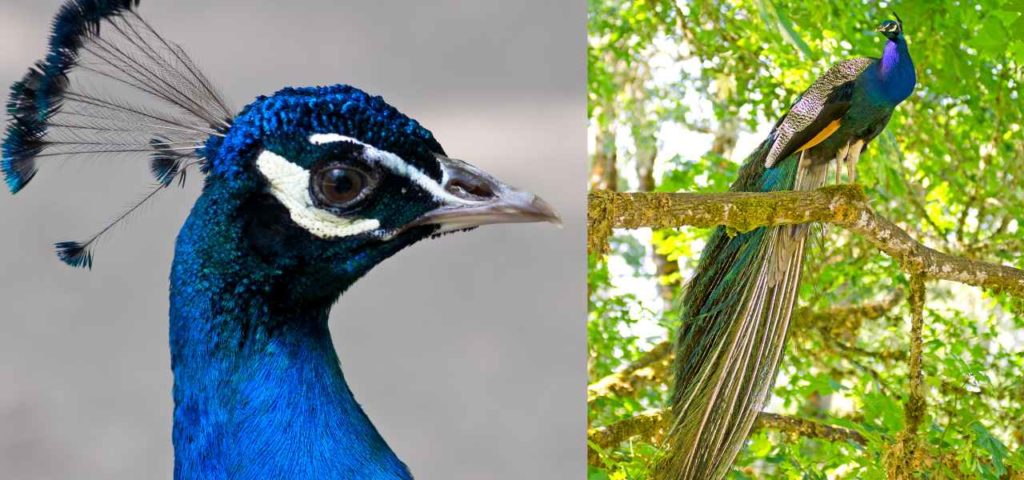 मोर माहिती मराठी, Peacock Information in Marathi