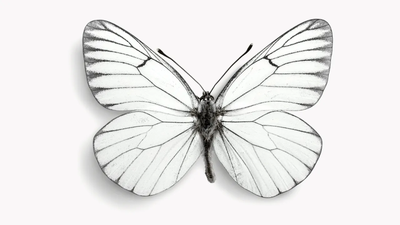 फुलपाखरू फोटो - Butterfly Photo