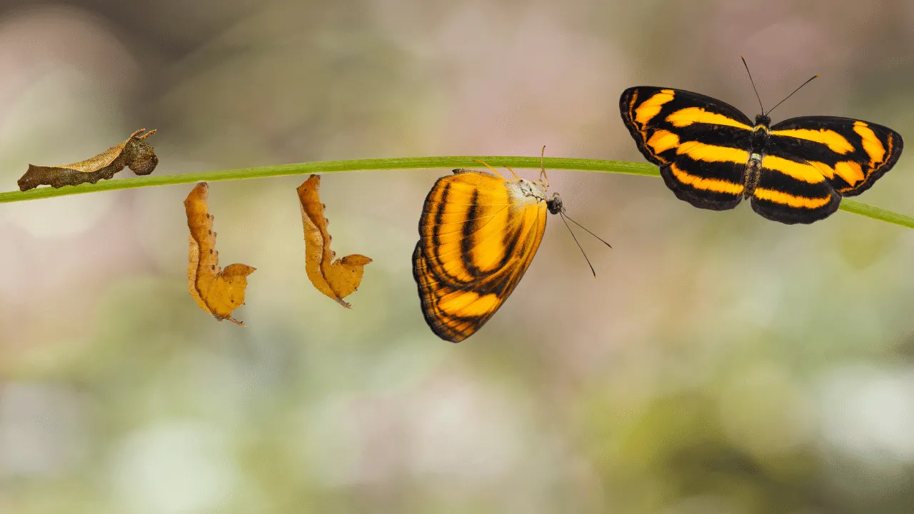 फुलपाखरू माहिती मराठीत, Butterfly Information in Marathi
