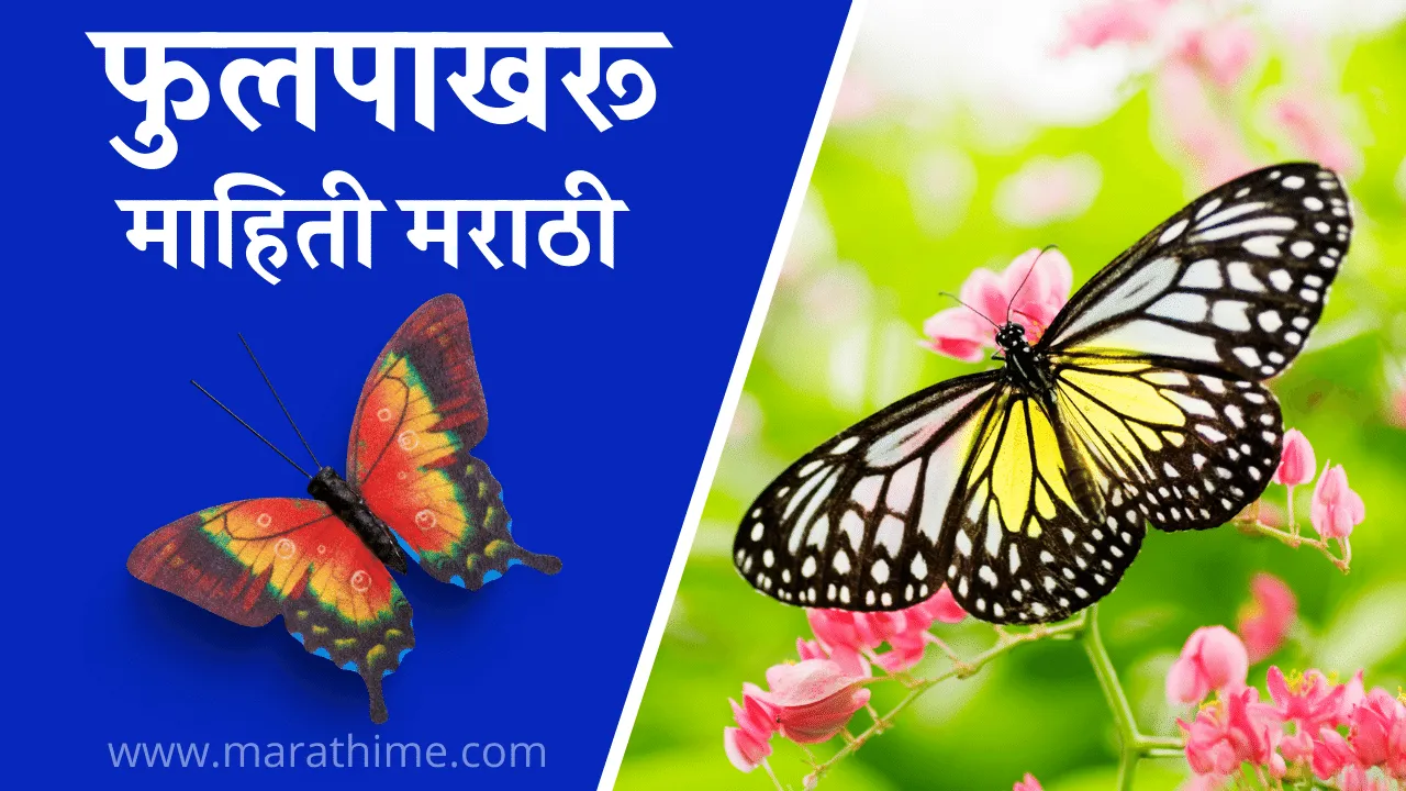 फुलपाखरू माहिती मराठीत, Butterfly Information in Marathi