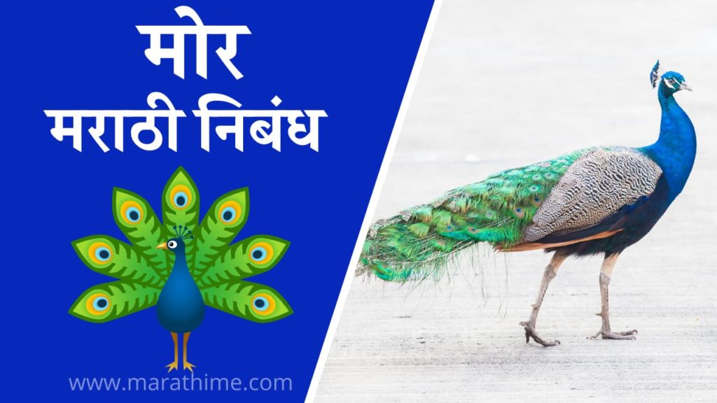 मोर निबंध मराठी, Essay on Peacock in Marathi