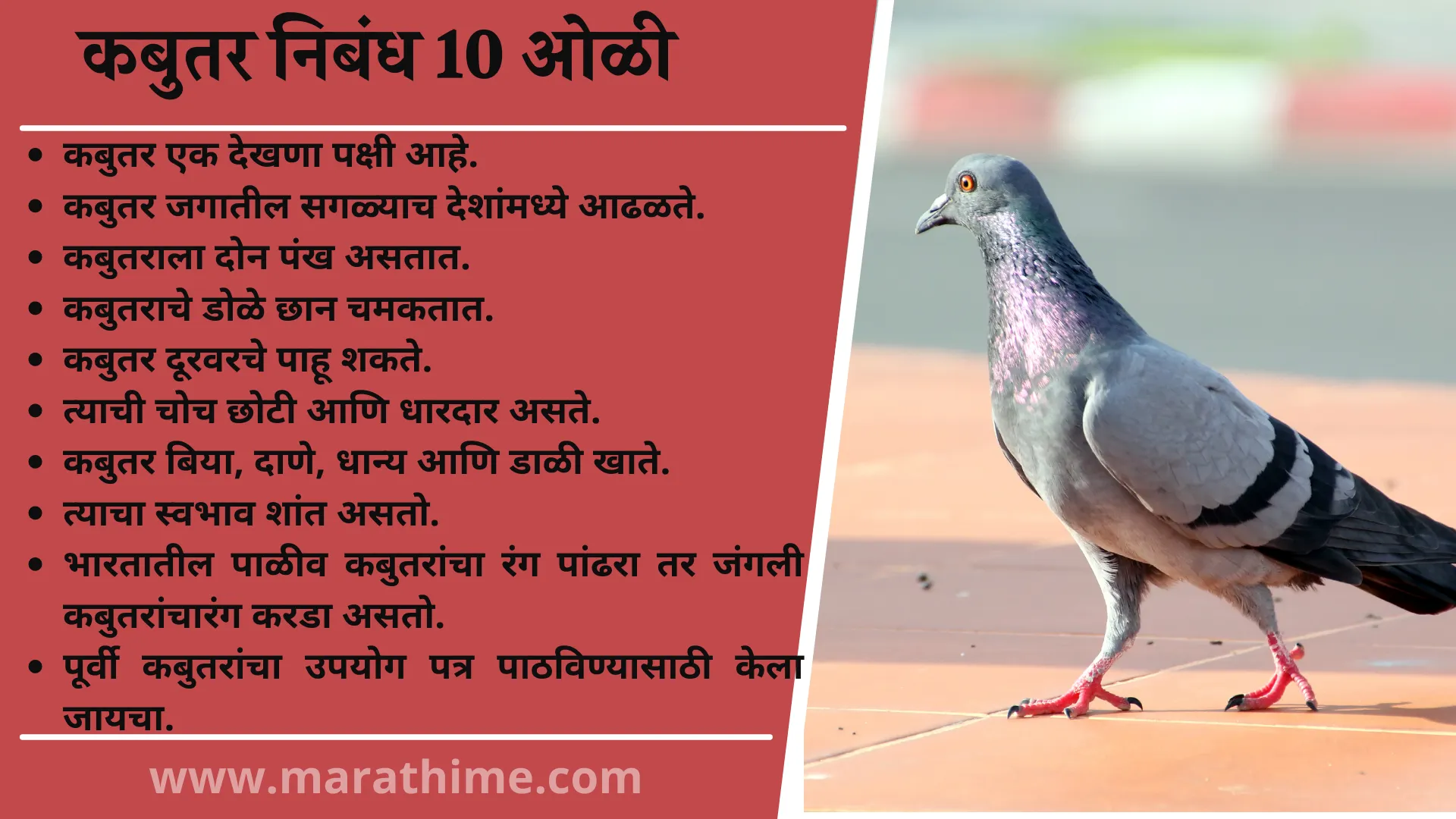 कबुतर निबंध 10 ओळी, 10 Lines On Pigeon in Marathi, Essay on Pigeon in Marathi