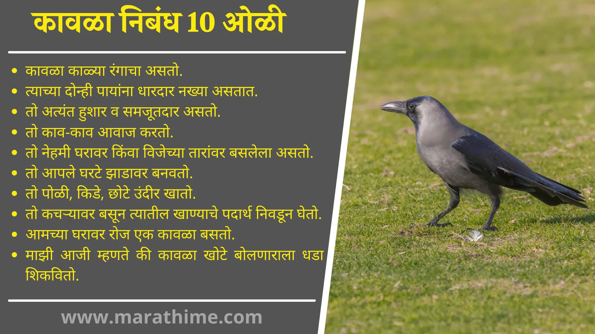 कावळा निबंध 10 ओळी, 10 Lines on Crow in Marathi, Essay on Crow in Marathi
