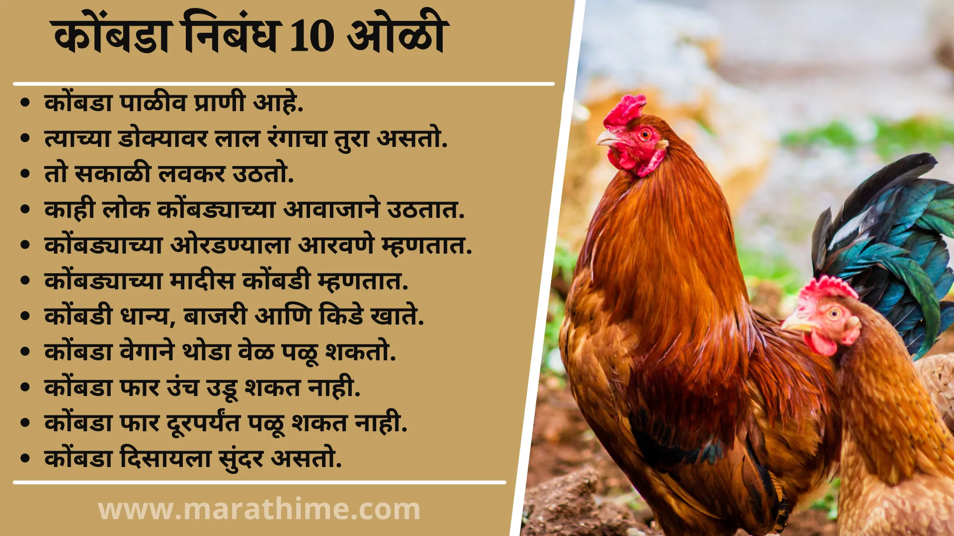 कोंबडा निबंध 10 ओळी, 10 Lines on Hen in Marathi, Essay on Hen in Marathi