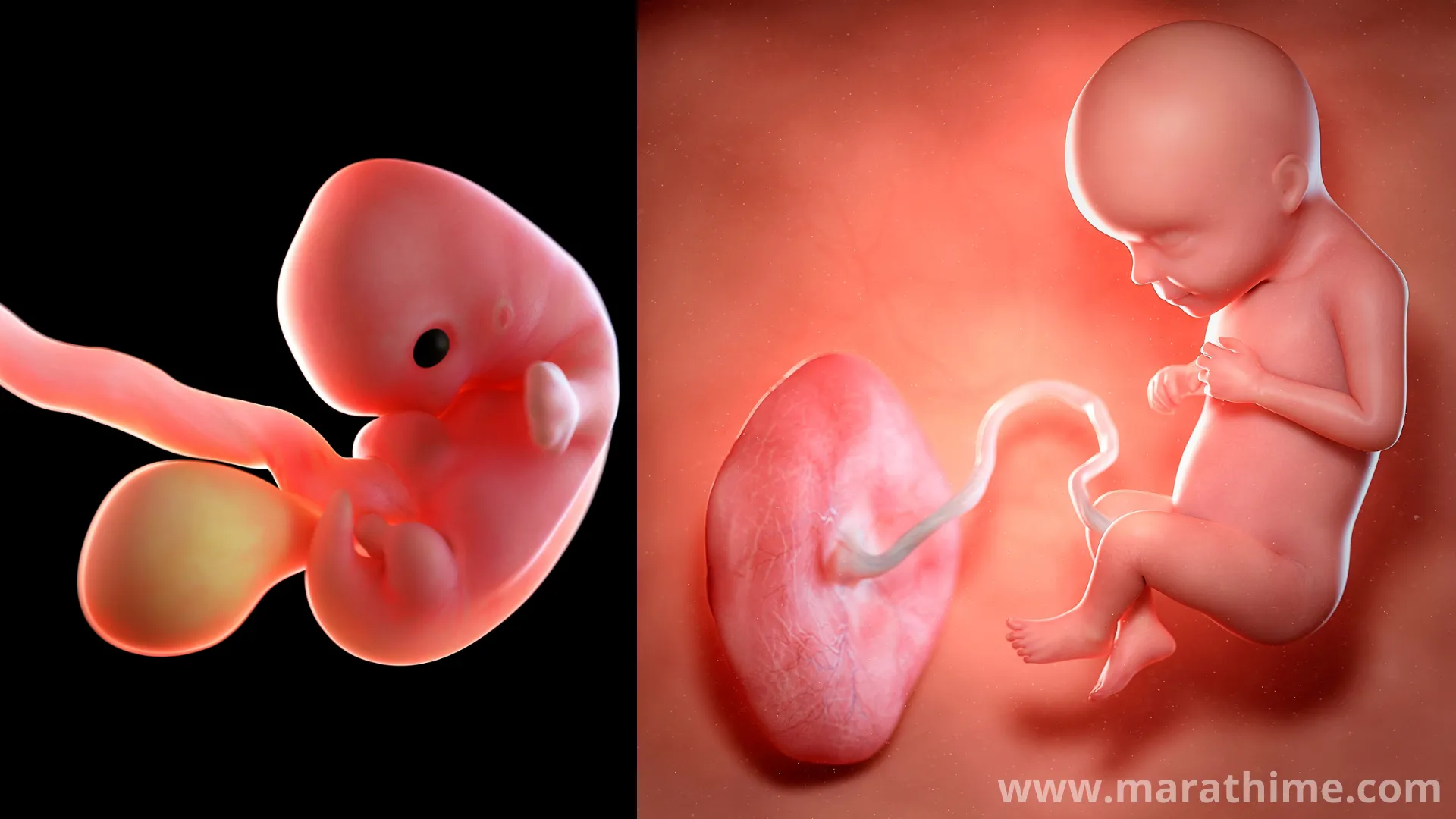 गर्भाची वाढ, Fetal growth, गर्भधारणा झाल्यानंतर गर्भाची वाढ कशी होते आणि कालावधी कसा असतो