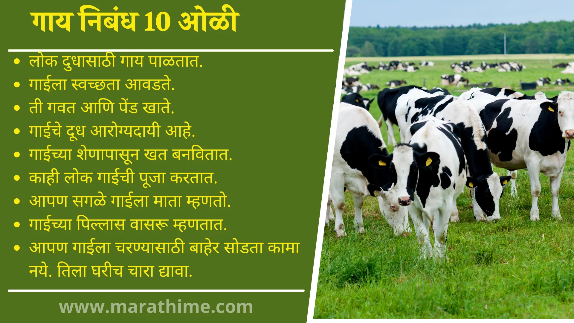 गाय निबंध 10 ओळी, 10 Lines On Cow in Marathi