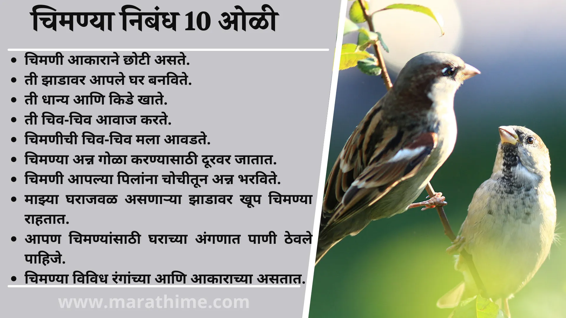 चिमणी पक्षी निबंध 10 ओळी, 10 Lines On Chimney Bird in Marathi, Chimney Bird Essay in Marathi