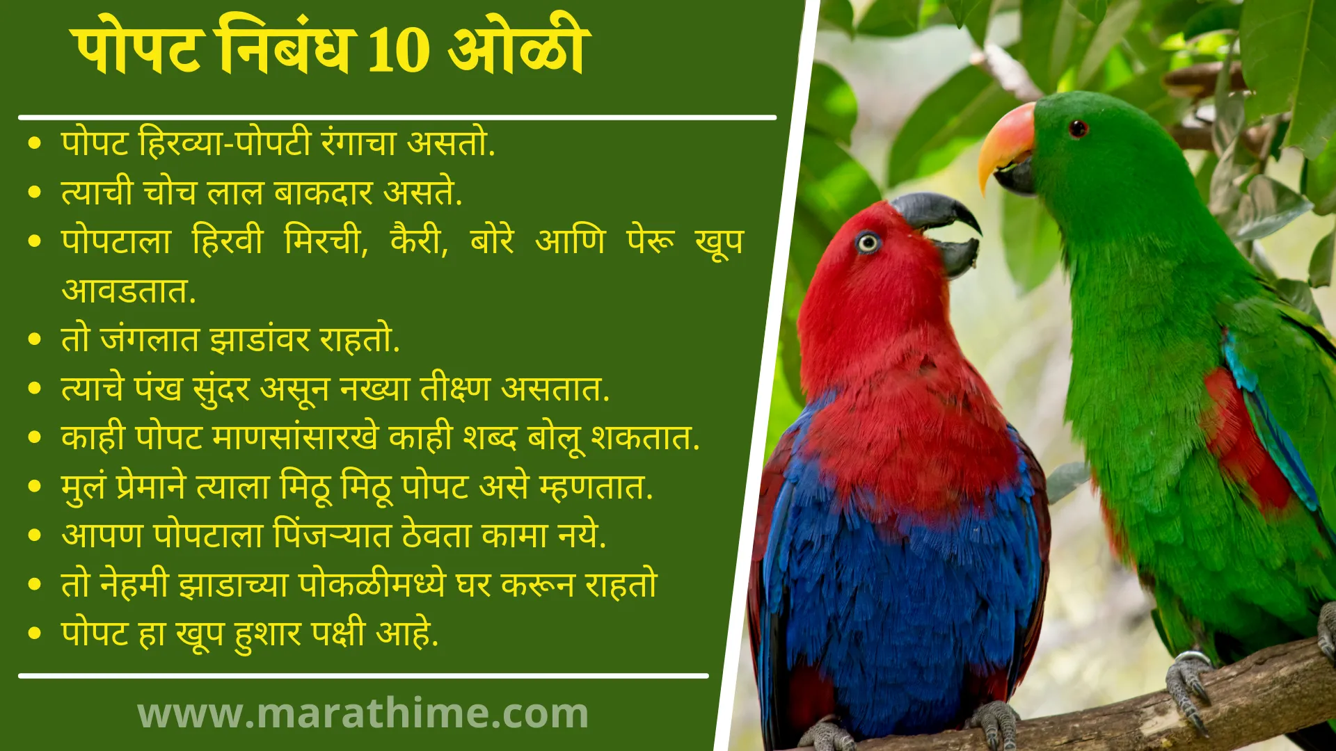 पोपट  निबंध 10 ओळी, 10 Lines on Parrot in Marathi, Essay on Parrot in Marathi