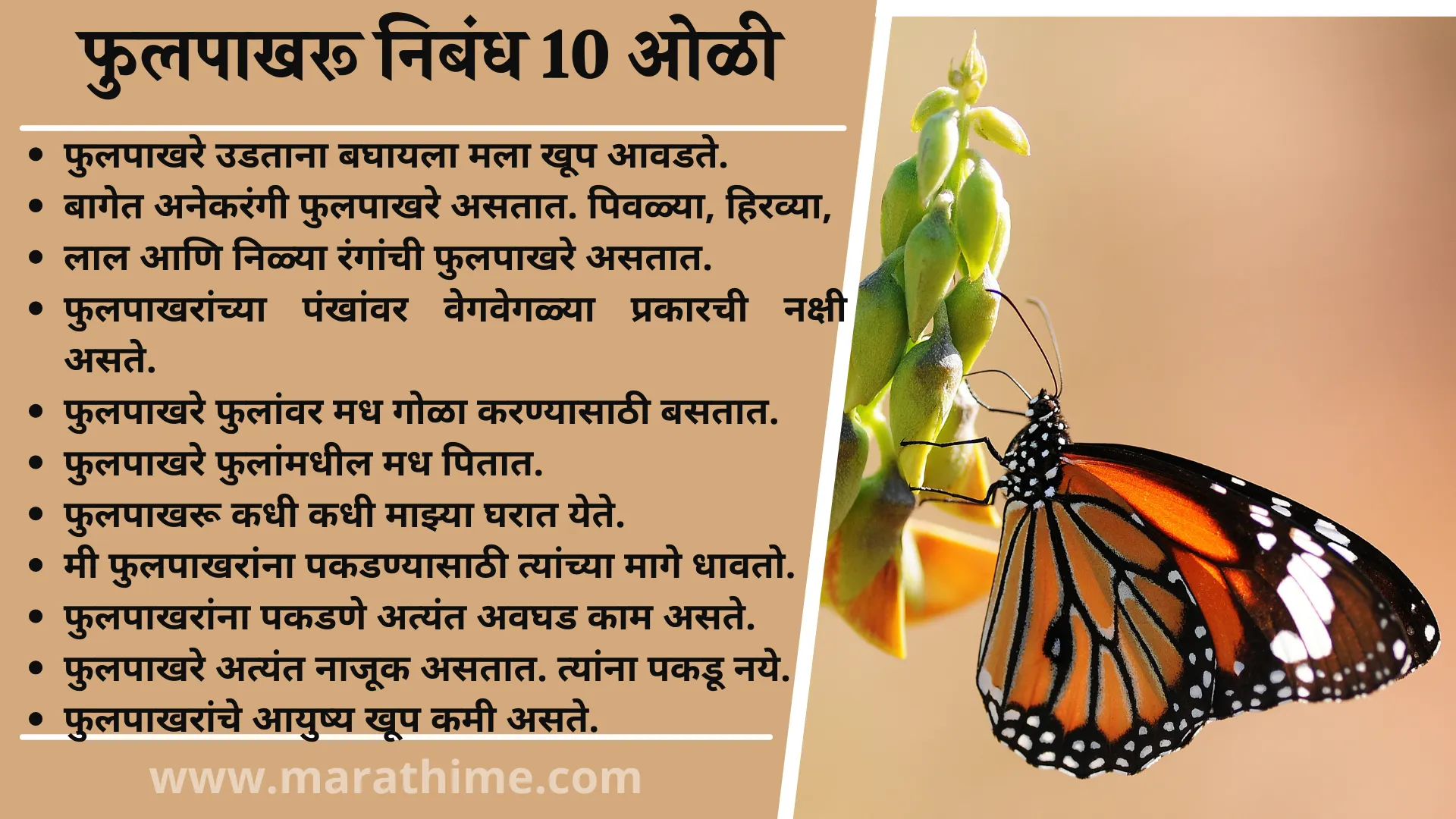 फुलपाखरू निबंध 10 ओळी, 10 Lines Butterfly in Marathi, 10 Lines Essay Butterfly in Marathi