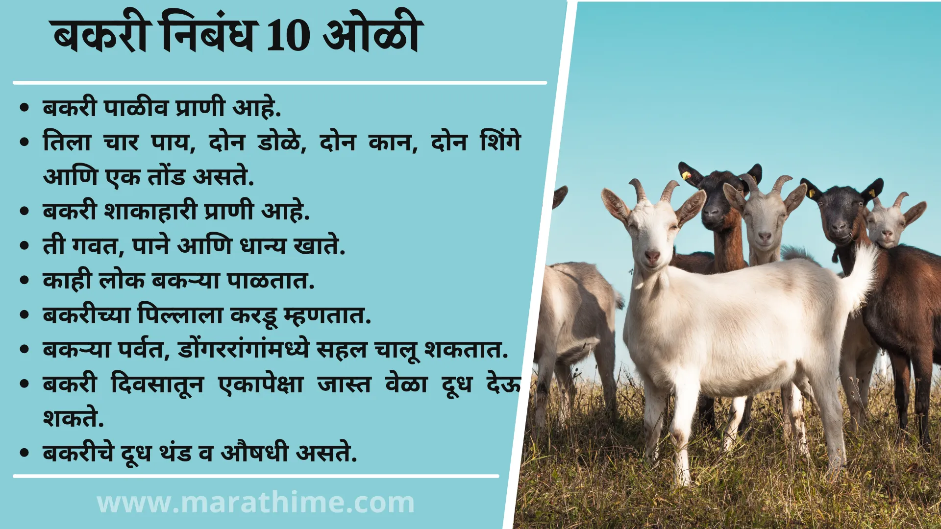 बकरी निबंध 10 ओळी, 10 Lines On Goat in Marathi