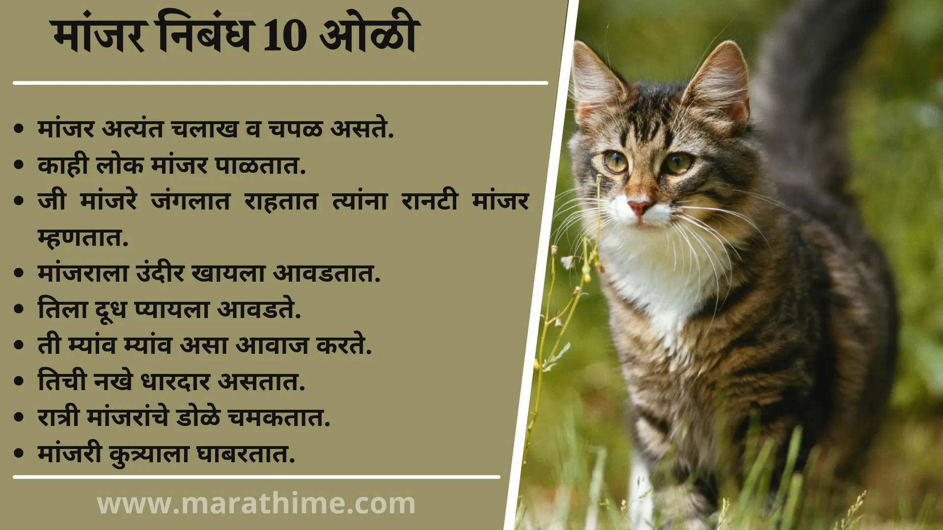 मांजर निबंध 10 ओळी, 10 Lines On Cat in Marathi