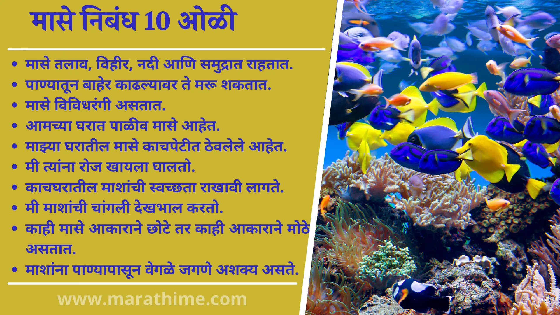 मासे निबंध 10 ओळी, 10 Lines On Fish in Marathi
