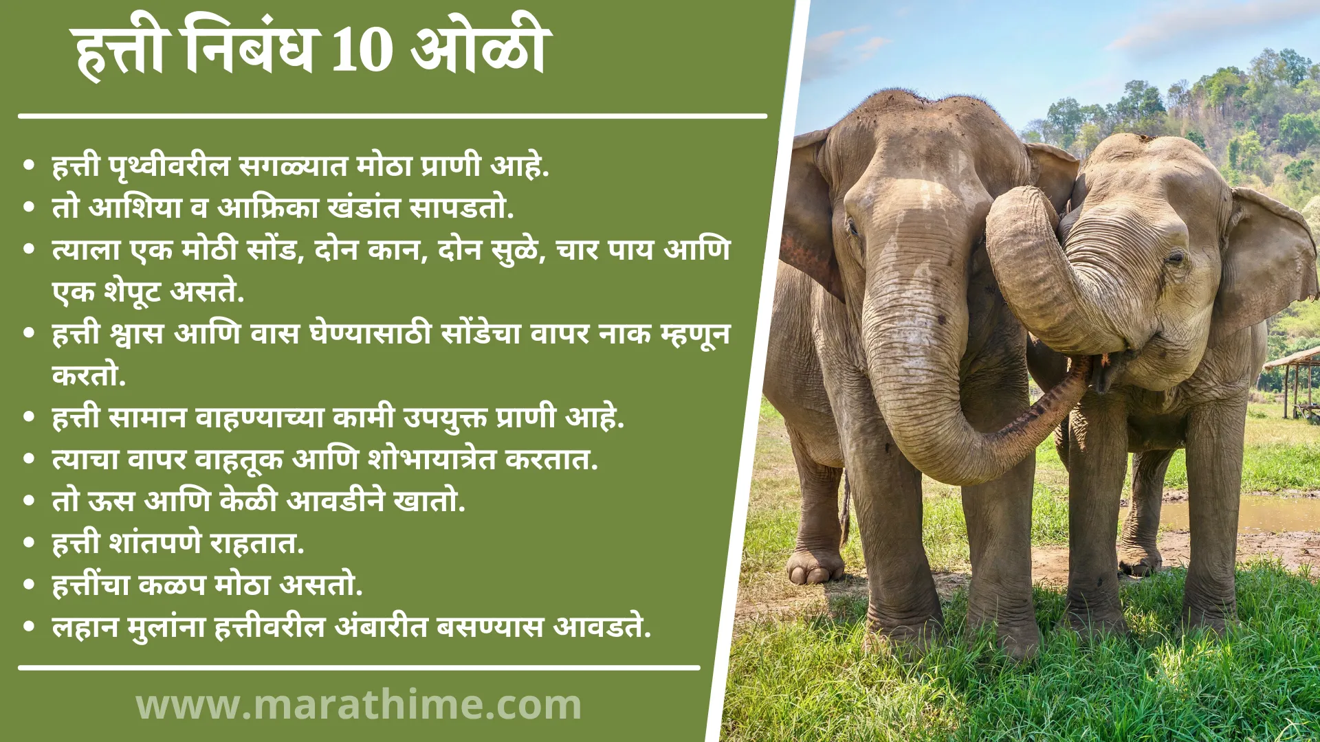 हत्ती निबंध 10 ओळी, 10 Lines On Elephant in Marathi