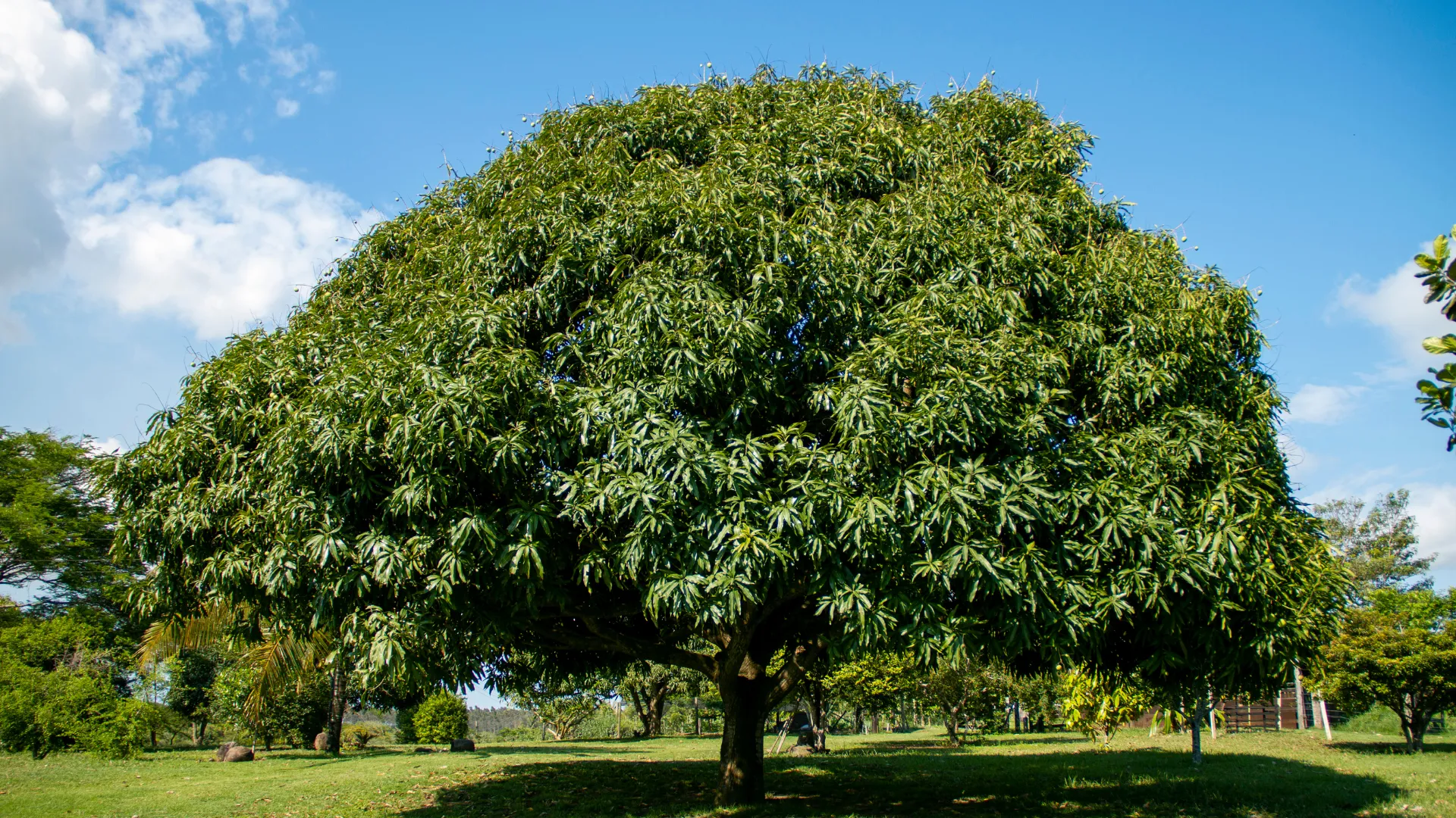 mango tree-आंबा झाड