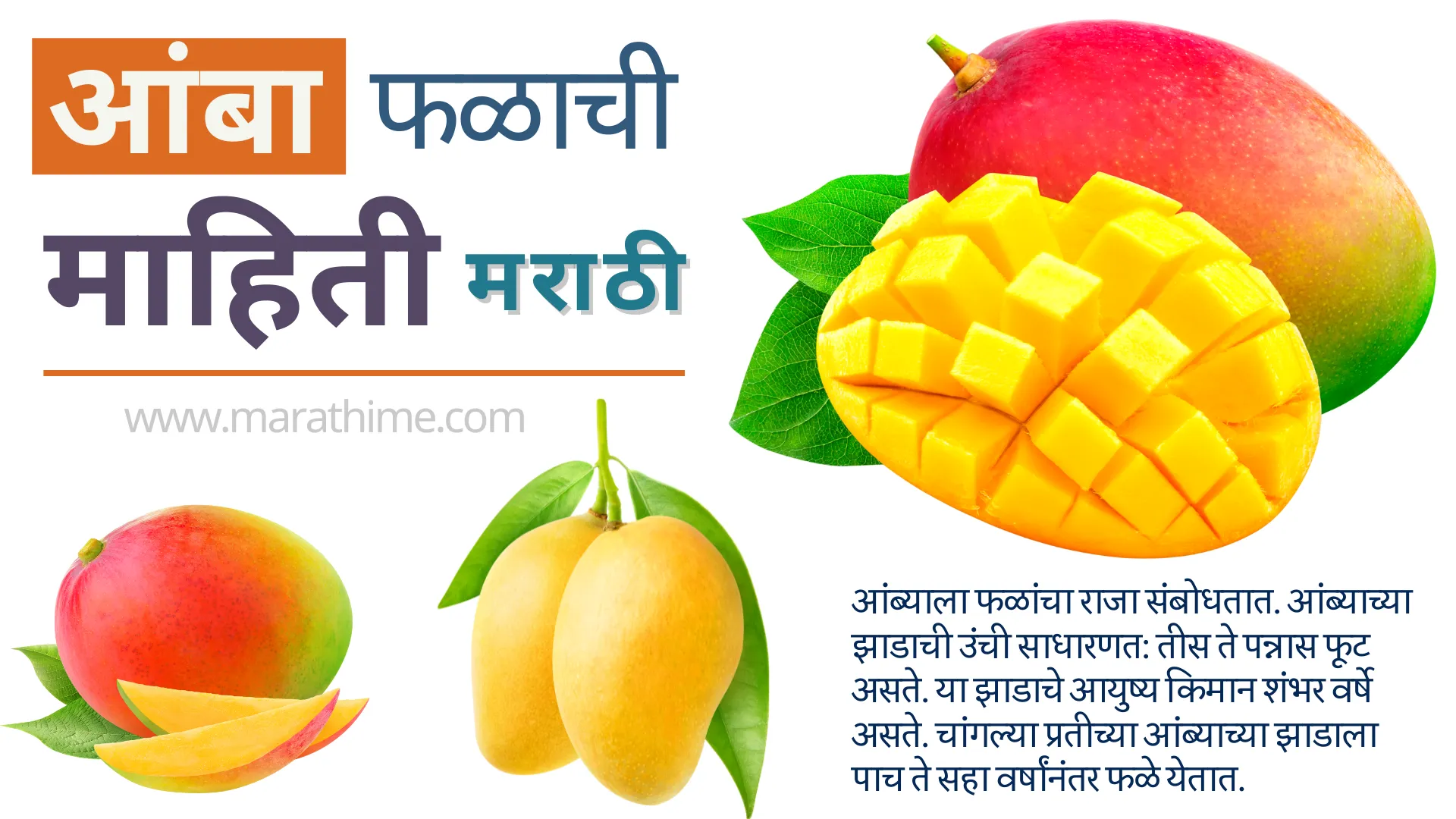 आंबा फळाची माहिती मराठी-Mango Information in Marathi