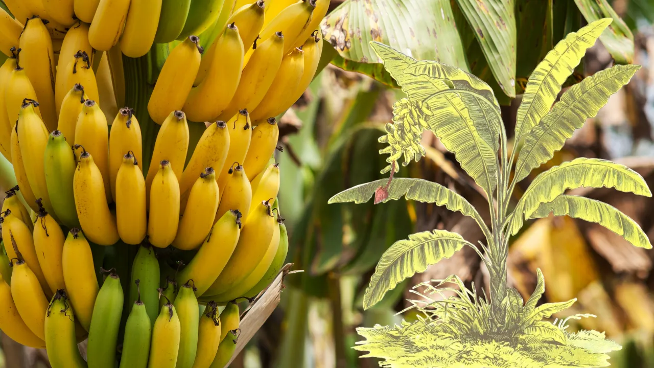 केळी-Banana-tree
