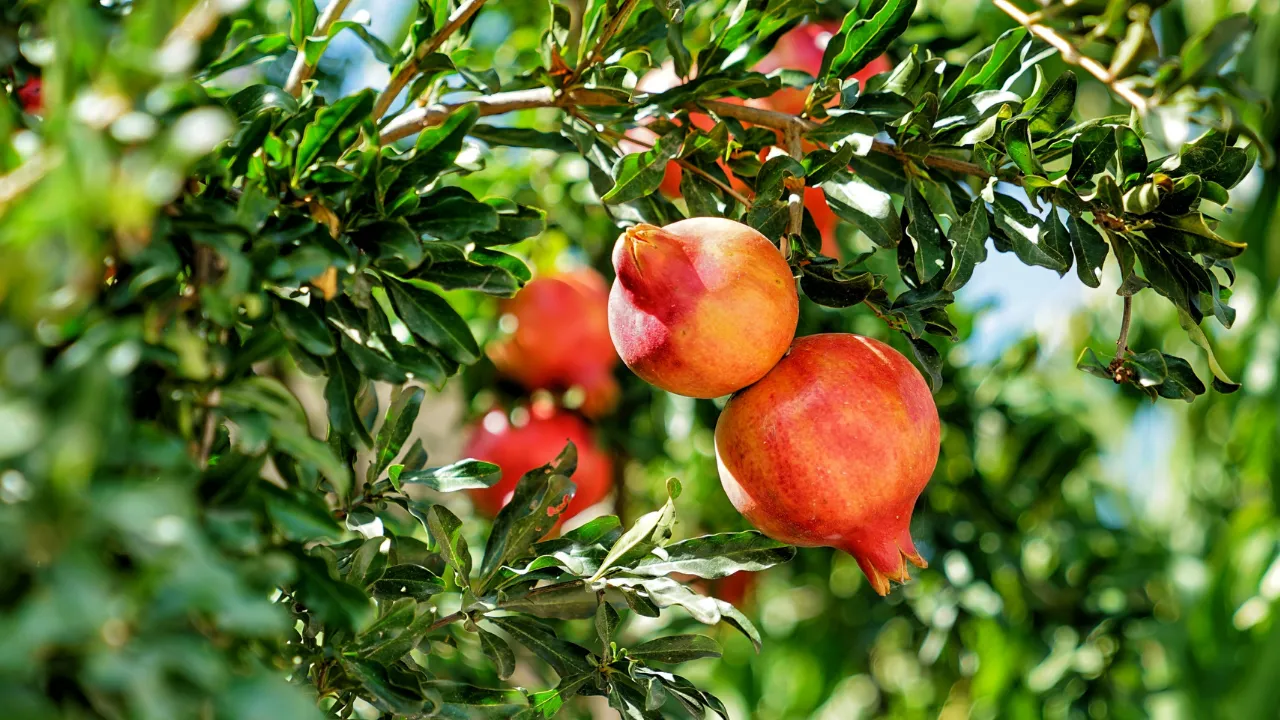 डाळिंब-pomegranate tree