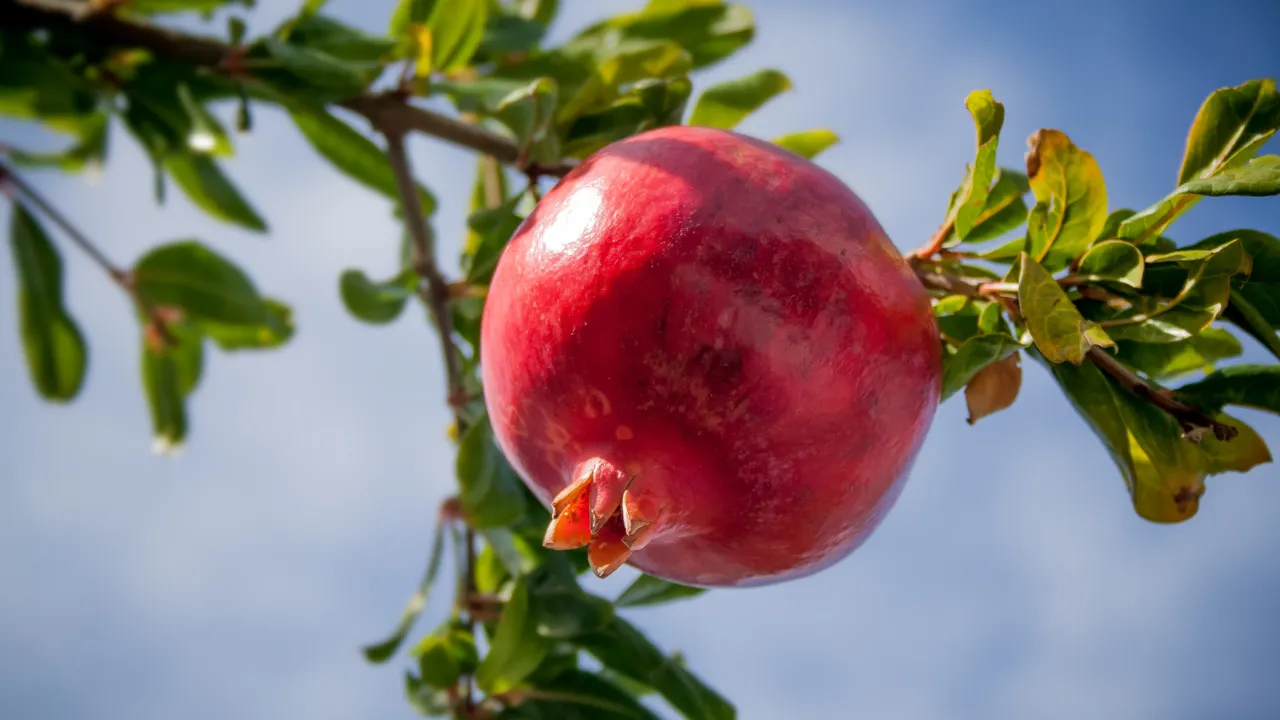 डाळिंब-pomegranate