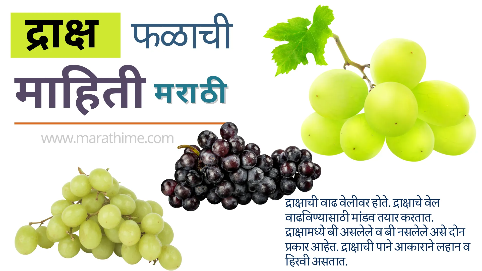 द्राक्ष माहिती मराठी-Grapes Information in Marathi