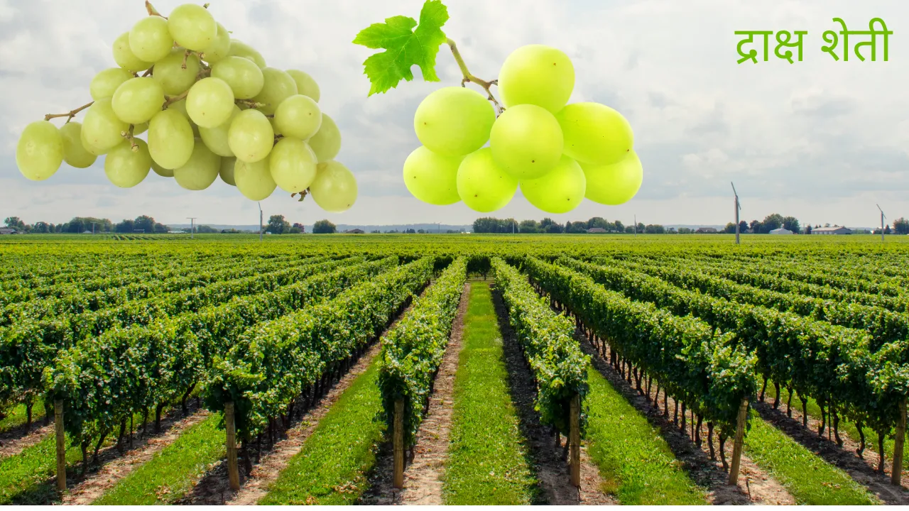 द्राक्ष शेती-Grapes-farm