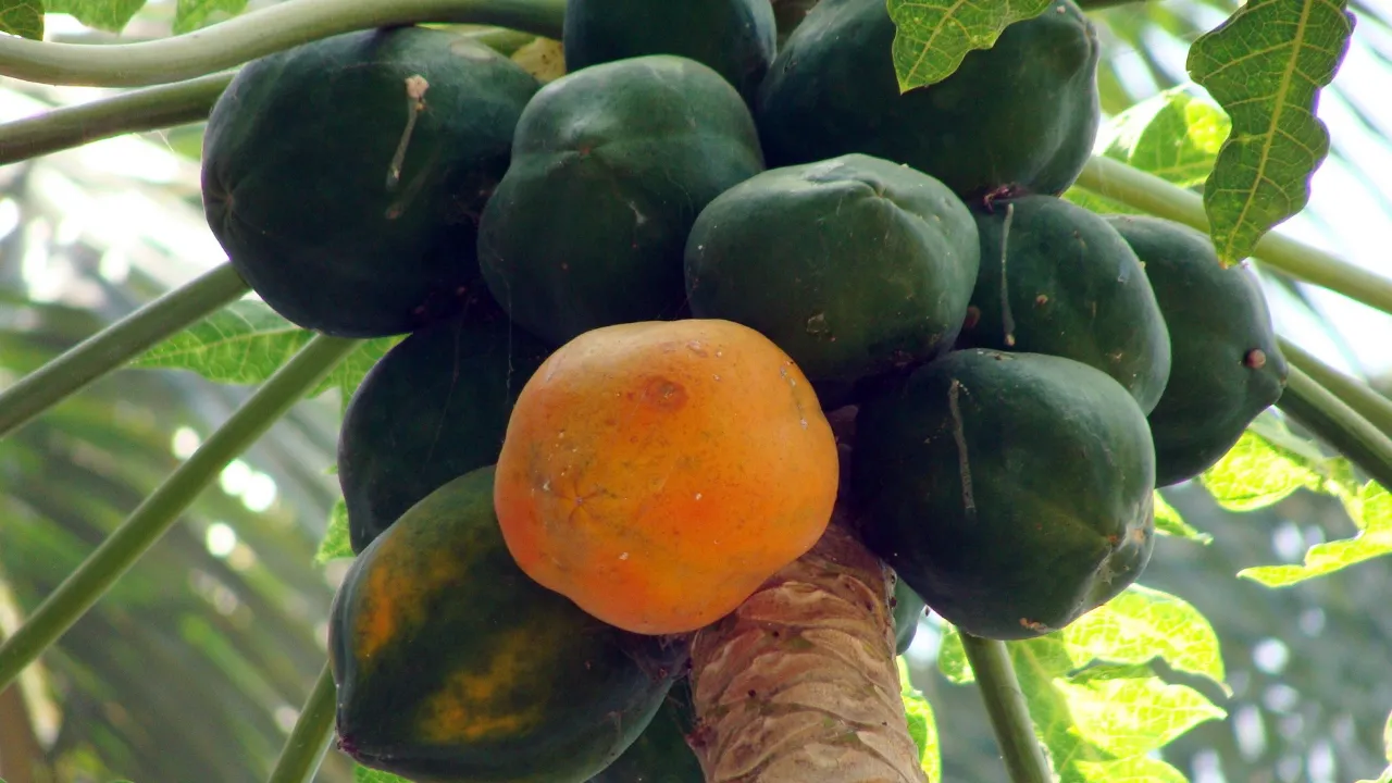 पपई झाड-Papaya tree
