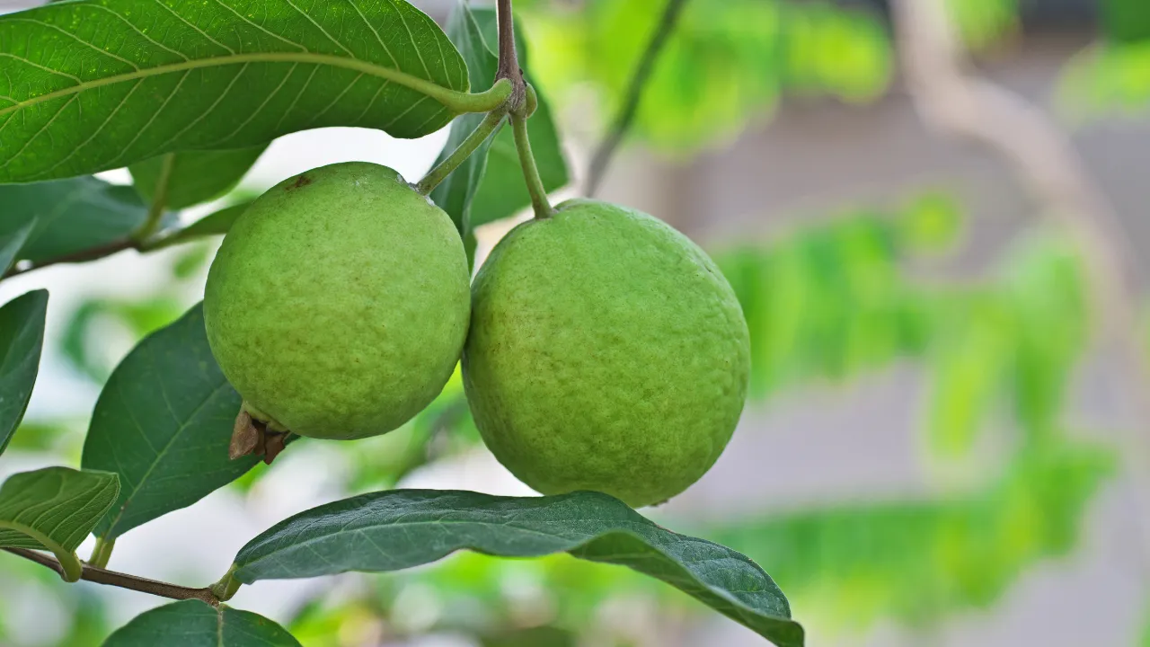 पेरू-Guava Green