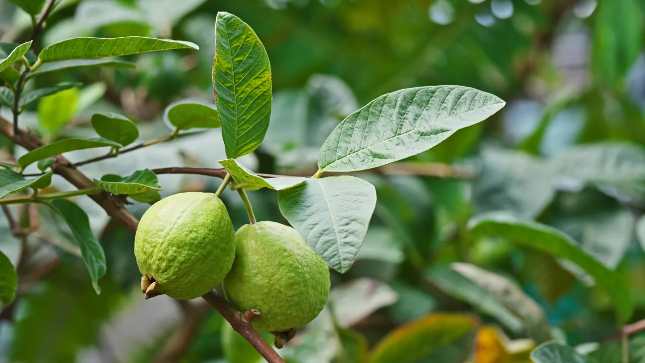 पेरूचे झाड-Guava-Tree