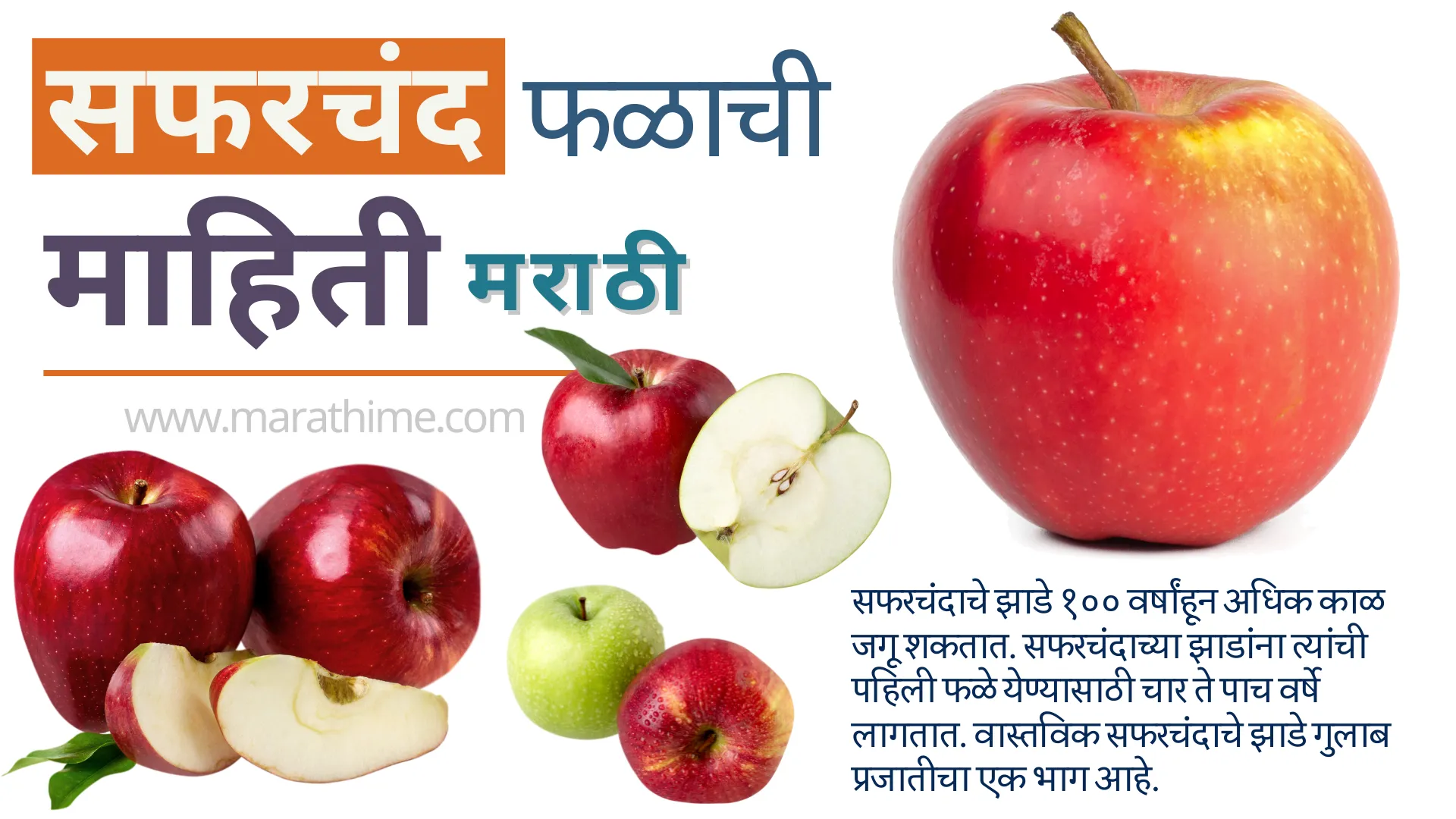 सफरचंदाची माहिती मराठी-Apple Information in Marathi